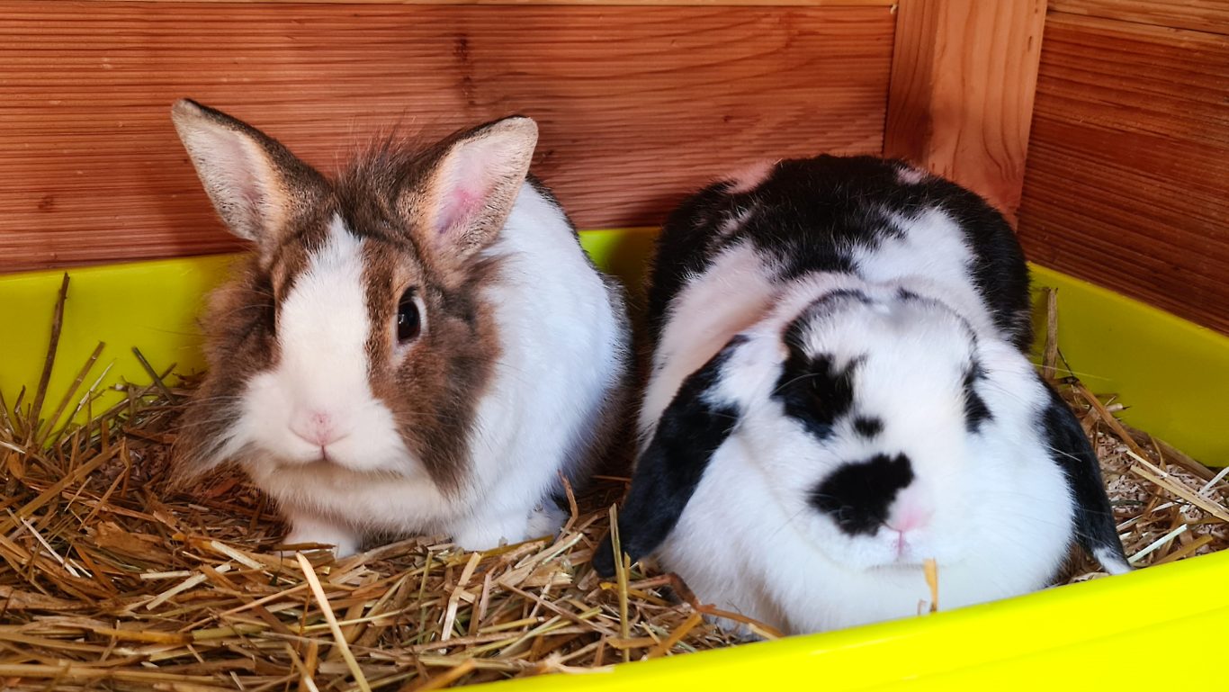 Kaninchen-Pension · Huch Mobile Tierbetreuung mit Herz · Kaninchenpension