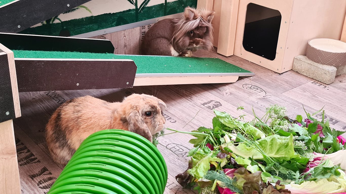 Kaninchen-Pension · Frühstück ist angerichtet Mobile Tierbetreuung mit Herz · Kaninchenpension