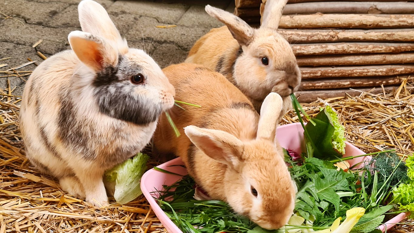 Kaninchen-Pension · Mampf Mobile Tierbetreuung mit Herz · Kaninchenpension