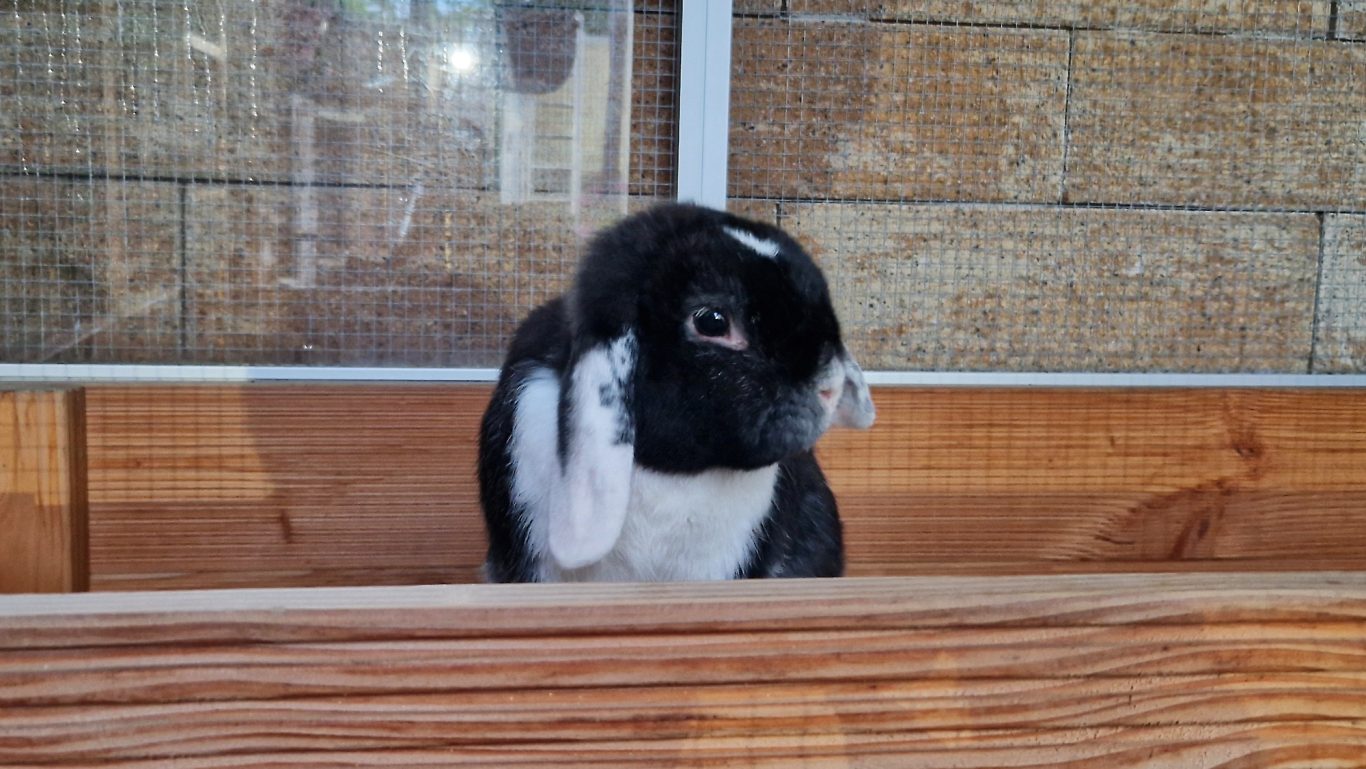 Kaninchen-Pension · Bester Ausblick Mobile Tierbetreuung mit Herz · Kaninchenpension