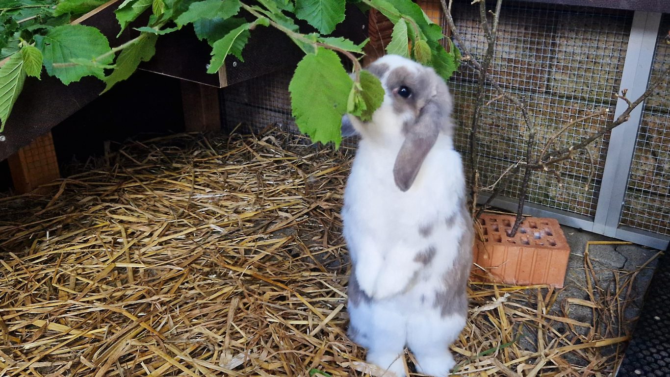 Kaninchen-Pension · Da muss ich mich ganz schön strecken Mobile Tierbetreuung mit Herz · Kaninchenpension