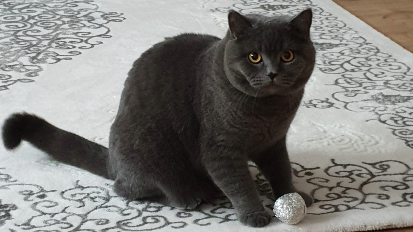 Mobile Tierbetreuung mit Herz · Katzenbetreuung