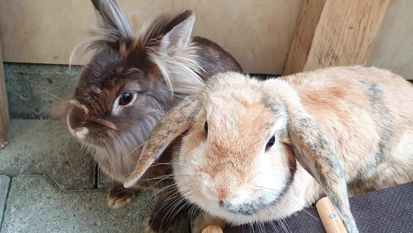 Kaninchen-Pension · Fühlen uns pudelwohl Mobile Tierbetreuung mit Herz · Kaninchenpension