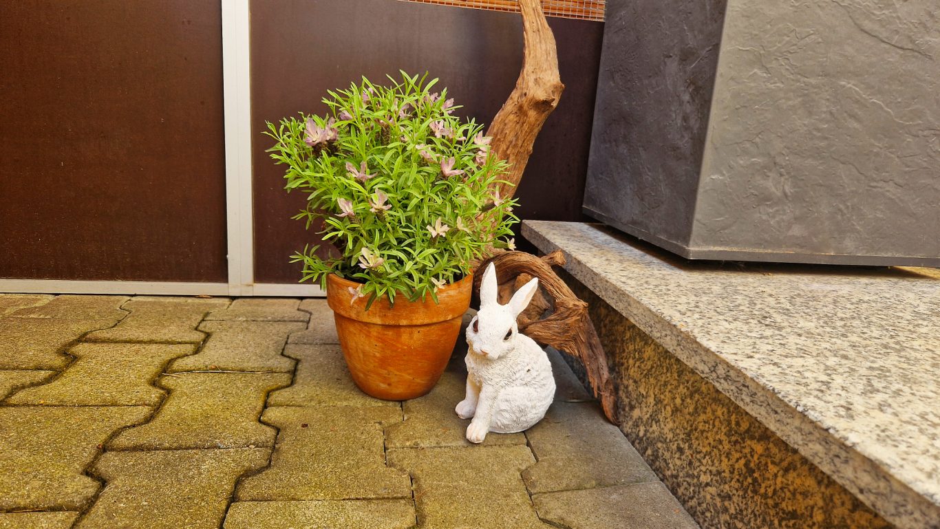 Kaninchen Pension Finca Langohr · Impression 04 Kaninchen Pension Finca Langohr