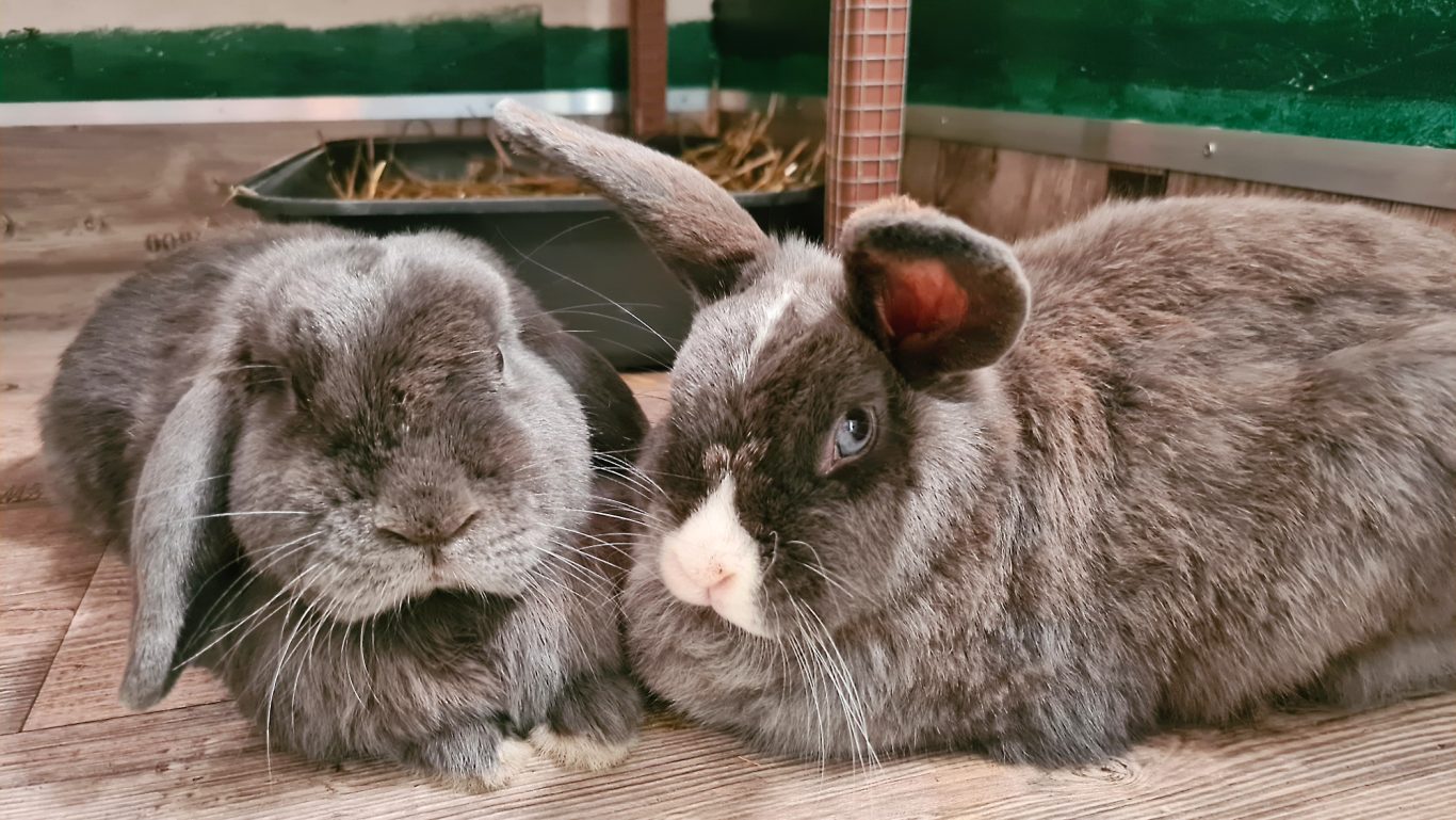 Kaninchen-Pension · Einfach chillen Mobile Tierbetreuung mit Herz · Kaninchenpension