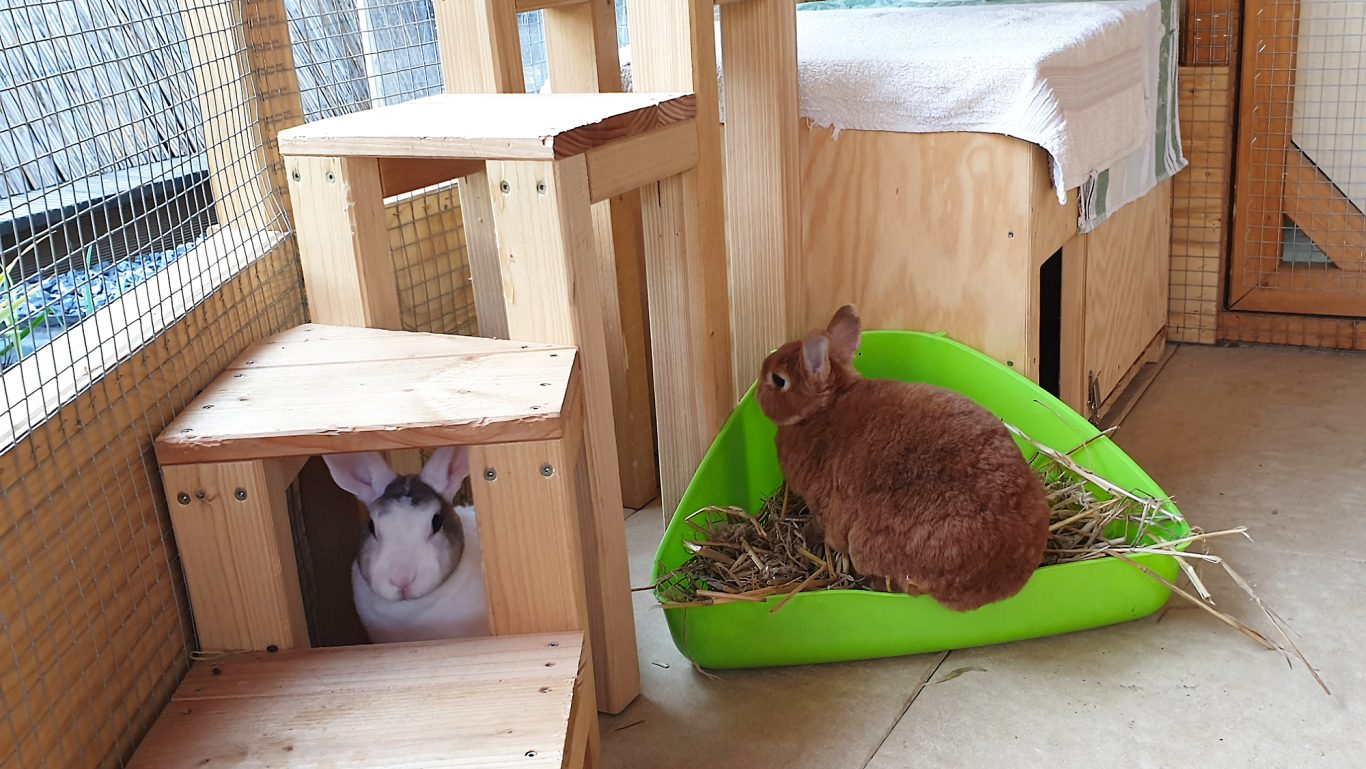 Kaninchen-Pension · Wo bin ich? Mobile Tierbetreuung mit Herz · Kaninchenpension