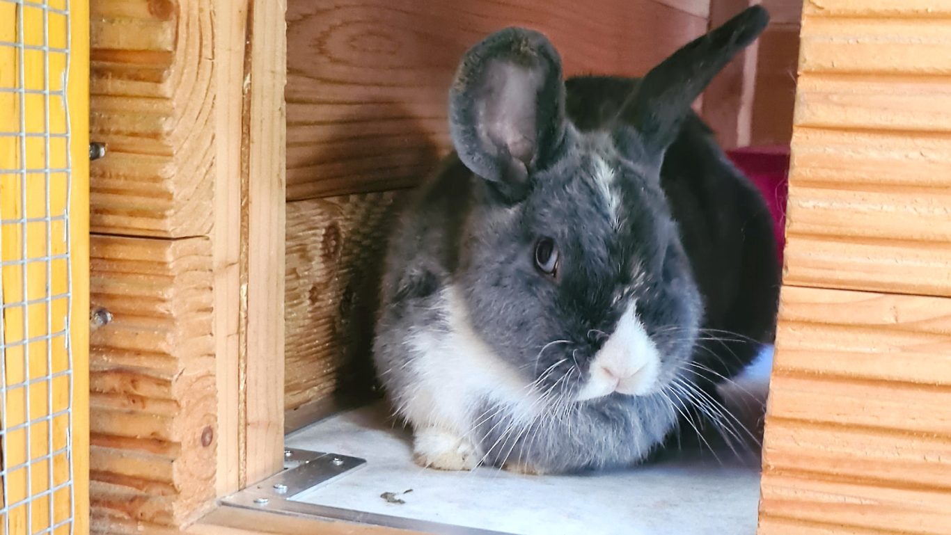 Kaninchen-Pension · Was will se' jetzt von mir? Mobile Tierbetreuung mit Herz · Kaninchenpension