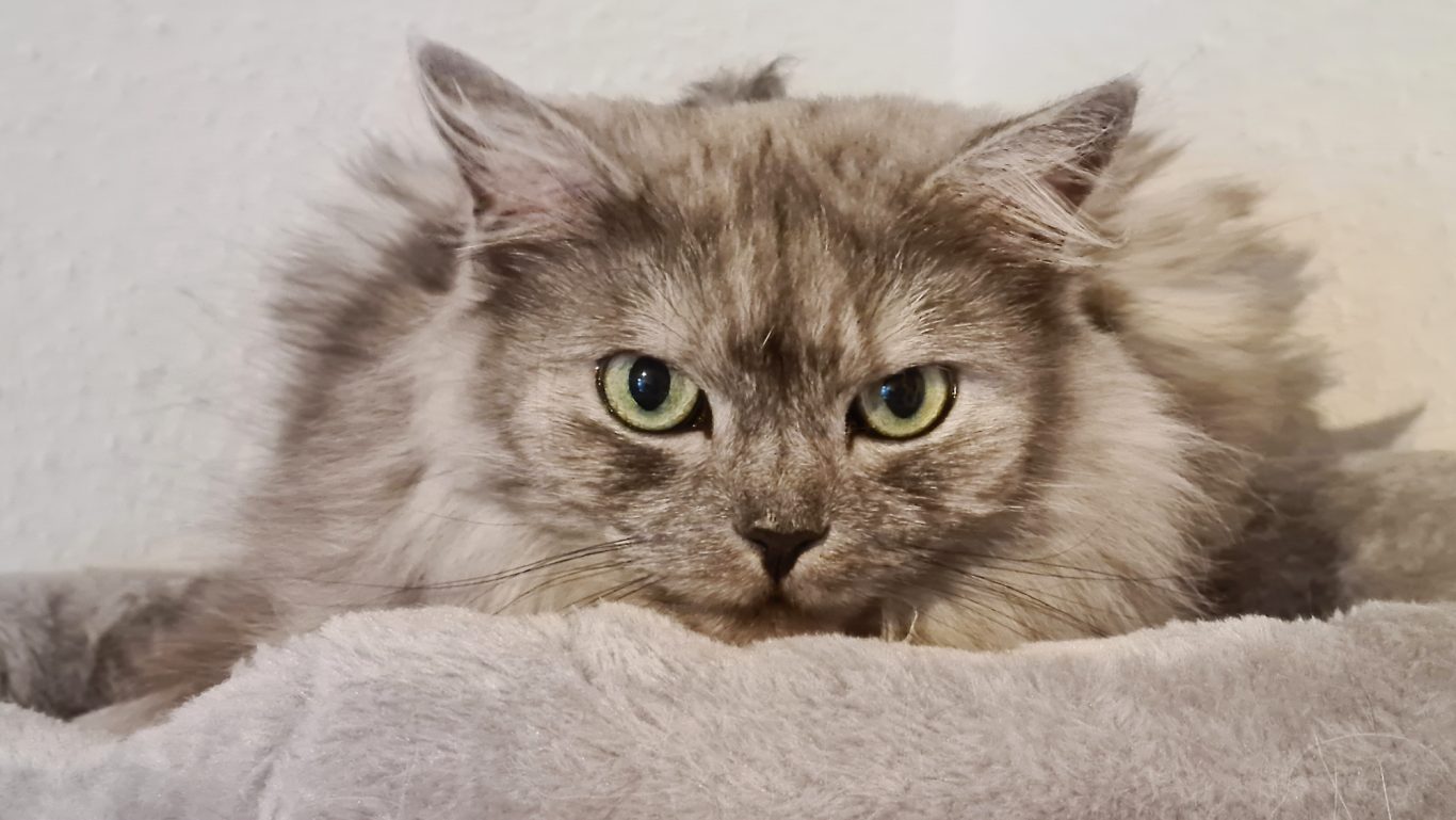 Mobile Tierbetreuung mit Herz · Katzenbetreuung
