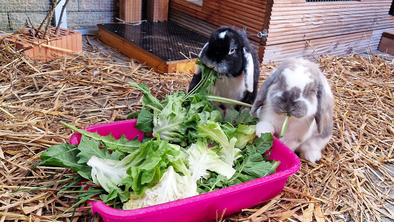 Kaninchen-Pension · Einfach lecker Mobile Tierbetreuung mit Herz · Kaninchenpension