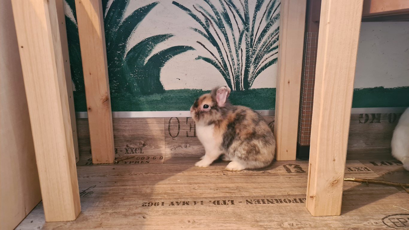 Kaninchen-Pension · Mobile Tierbetreuung mit Herz · Kaninchenpension