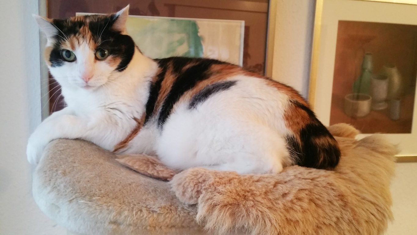 Mobile Tierbetreuung mit Herz · Katzenbetreuung