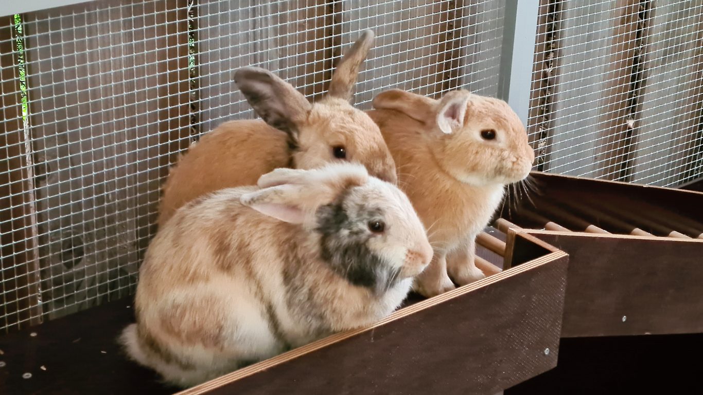 Kaninchen-Pension · Drei auf einen Streich Mobile Tierbetreuung mit Herz · Kaninchenpension